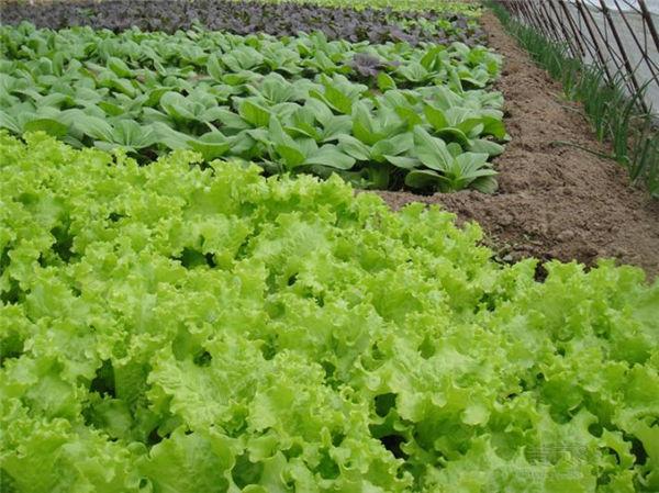 虎门肉菜配送品种齐全「在线咨询」
